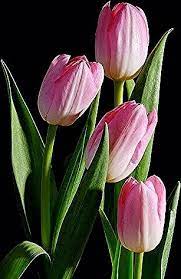 Pin On Bunga Tulp