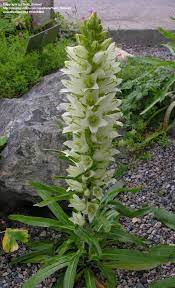 Just Came Across This One Must Learn More Yellow Bellflower Campanula Thyrsoides Campanula Moon Garden Scent Garden