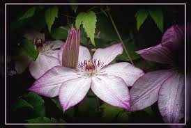 12 more photos view gallery. Clematis Omoshiro Photograph By Robert Murray