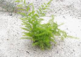 Image result for Asparagus radiatus