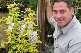 Check spelling or type a new query. World S First Large Flowered Golden Leaved Clematis Launched By Sussex Plants Horticulture Week