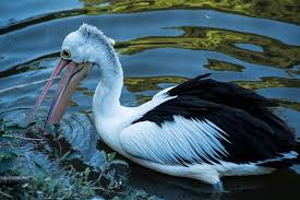 Pin On Tasmanian Photography