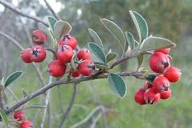 Image result for Cotoneaster pannosus