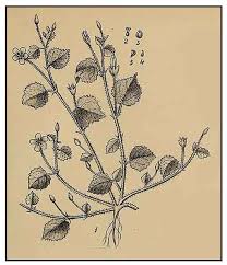 Image result for Sida javensis