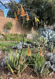 Image result for Aloe pienaarii