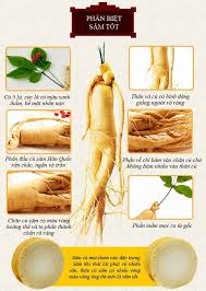 Sự khác nhau giữ sâm Hàn Quốc và sâm Trung Quốc