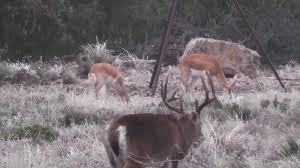 Texas Whitetail Deer Hunting