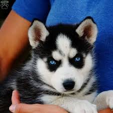 Zorro Siberian Husky Puppy For Sale In Ohio Siberianhusky Husky Puppies For Sale Siberian Husky Husky