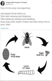 Aku membeli 6 telur, lalu 2 telur pecah dan 2 telur ku. Aku Membeli 6 Telur Lalu 2 Telur Pecah Dan 2 Telur Ku Makan Berapa Sisa Telur Yang Aku Punya Kunci Jawaban Brain Test Dari Level 1 270 Lengkap Bahasa Indonesia