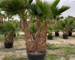 Ambiance palm spring assuré avec ce palmier du mexique robusta ! Washingtonia Robusta Washingtonia Robusta