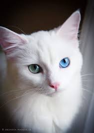 Black And White Ragdoll Cat Ragdoll Cats Facts White Ragdoll Cat Beautiful Cats Ragdoll Cat