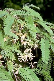 Image result for Tamarindus indica