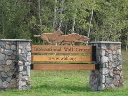 In an effort to increase access to the latest information about the wolves in our home state, we are presenting three free biologist webinars. International Wolf Center Picture Of International Wolf Center Ely Tripadvisor