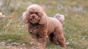 Image result for poodle