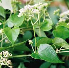 Image result for Mikania chenopodiifolia