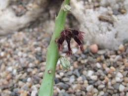 Image result for Asclepias adscendens