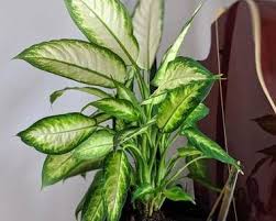 Dumb Cane Camille Dieffenbachia Camille Plants Candide Gardening In 2020 Plants Mother Plant Types Of Soil