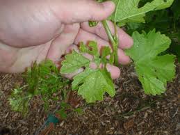 Grapevine pest control pros provides the best local pest control services preventing bed bugs, mice, ants, mosquitos, and bees. Spray Grapevines To Control Pests Las Vegas Review Journal