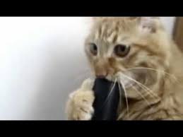 Elektrikli Supurge Bagimlisi Manyak Kedi Videosu Youtube