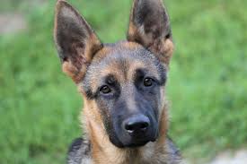 Some puppies may have pointy ears with one ear popping up before the other one as they mature. Why Do German Shepherd S Ears Stand Up Love My German Shepherd