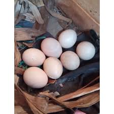 Telur ayam bangkok ekor lidi. Harga Ayam Bangkok Ekor Lidi Terbaru Agustus 2021 Biggo Indonesia