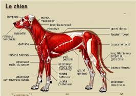 Xooimage Anatomie Du Chien Anatomie Du Chat Anatomie Chien