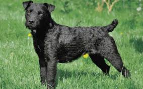 Sizes range from fairly small, as in the norfolk, cairn or west highland white terrier, to the larger and grand airedale terrier. Long Haired Patterdale Terrier Appearance And Temperament