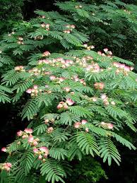 Shop with afterpay on eligible items. 11 Best Medium Shade Trees Ideas Shade Trees Flowering Trees Garden Trees
