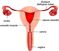 Sexual Reproduction In Humans The First Stages S Cool