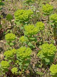 Image result for Euphorbia spissiflora