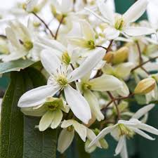 Image result for Clematis dolichopoda