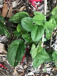 Image result for Setaria petiolata