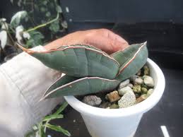 Image result for Sansevieria dawei