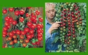 Because the tomato seed business is very competitive. Super Sweet 100 Cherry Tomatoes 65 Days 25 Seeds Tomato Garden Sweet 100 Cherry Tomatoes Seeds