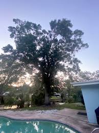 Madrigal Tree Service