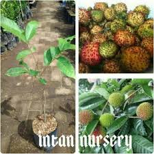 Begitu banyak yang barangkali anda perlu tahu. B3h Jual Bibit Tanaman Buah Rambutan Rafiah Unggul Shopee Indonesia