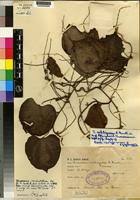 Image result for Dioscorea minutiflora