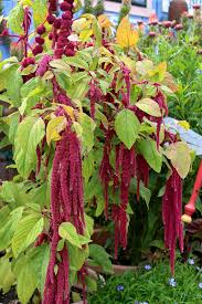Image result for Amaranthus praetermissus