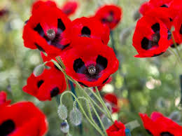 What does it mean to force bulbs? Flower Seeds To Sow In March Bbc Gardeners World Magazine