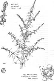 Image result for Suaeda monoica