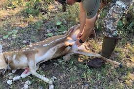 Removing the internal organs and cooling the carcass is essential to keeping the meat from spoiling. How To Field Dress Quarter A Deer