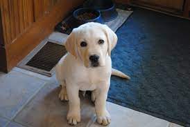 In nice weather, our english yellow lab puppies are taken outside a few hours a day for some sunshine and introductions to all the outside sounds of vehicles, kids playing, lawn mowers, etc. Buster The English Yellow Lab Yellow Lab Puppy Baby Puppies Puppies
