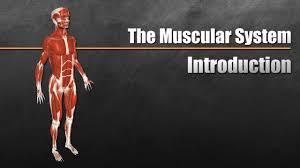 The muscular system consists of all the muscles of the body. The Muscular System Explained In 6 Minutes Youtube