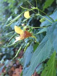 Image result for Impatiens psychadelphoides