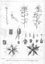 Image result for Sauvagesia