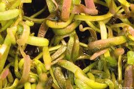 Image result for Utricularia tortilis