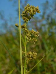 Image result for Fuirena leptostachya