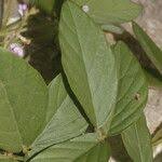 Image result for Teramnus uncinatus