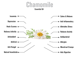 The advantages of skin and hair jasmine oil can be related as an antidepressant, antiseptic, aphrodisiac, antispasmodic, cicatrizant, expectorant, galactagogue, emmenagogue, parturient, sedative, and uterine substance to its properties. 16 Benefits Of Chamomile Essential Oil Infographic Africa Imports