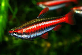 Pencilfish Thrive In Planted Aquariums With Soft Moderately Acidic Water And Temperatures In The R Aquarium Fish Tropical Fish Tanks Tropical Freshwater Fish